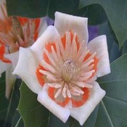Liriodendron tulipifera 'Tulip Tree'