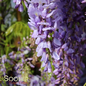 Wisteria florabunda 'Betty Tam'