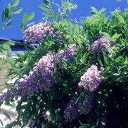 Wisteria macrostachya 'Blue Moon'