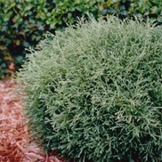 ARBORVITAE 'MR. BOWLING BALL'