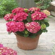 Hydrangea macrophylla 'Forever & Ever Red Sensation'