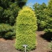 GOLD CONE JUNIPER