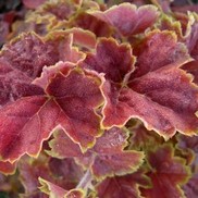Heuchera villosa 'Miracle'