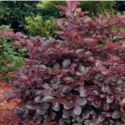 Loropetalum chinensis 'Shang-hi'