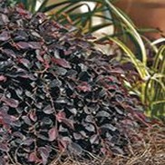 Loropetalum chinensis 'Shang-lo'