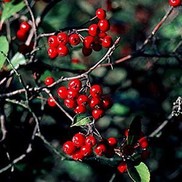 CHOKEBERRY BRIALLIANT RED