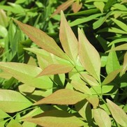 Nandina domestica 'Greray'