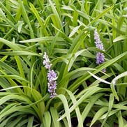 Liriope muscari 'Bigun'