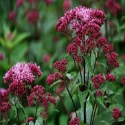 Eupatorium dubium 'Baby Joe'
