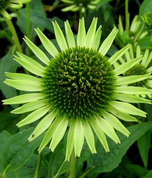 Echinacea purpurea 'Green Jewel'
