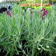 Lavandula x intermedia 'Grosso'