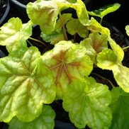 Heuchera villosa 'Tiramisu'