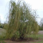 Salix x blanda 'Wisconsin Willow'