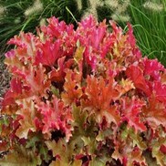 Heuchera hybrid 'Marmalade'