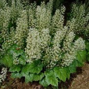 Tiarella  'Brandwine'