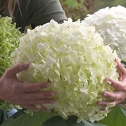 Hydrangea arborescens 'abetwo'