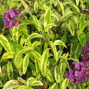 Buddleia davidii 'Santana'