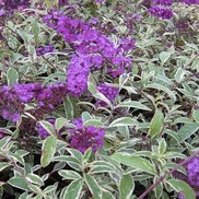 Buddleia davidii 'Harlequin'