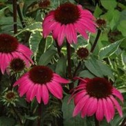 CONEFLOWER 'BIG SKY AFTER MIDNIGHT