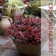 Sedum  'Red Cauli'