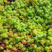 Sedum album 'Orange Ice'