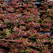 Sedum album 'Red Ice'