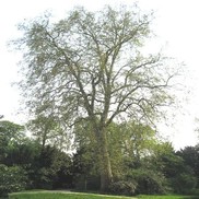 Platanus acerifolia 'Bloodgood London Planetree'