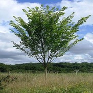 Ulmus americana 'Princeton'