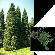 ARBORVITAE 'GREEN GIANT'