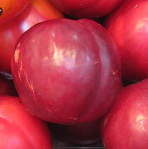 Prunus salicina 'Satsuma'