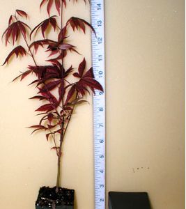 Acer palmatum 'atro-purpureum (Small Pots)'