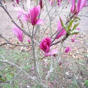 Magnolia  'Betty'