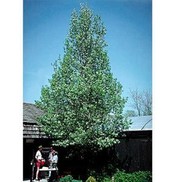 Pyrus callerana 'Chanticleer'
