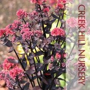 Sedum hybrid 'Lynda Windsor'