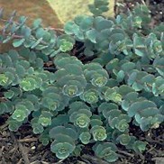 Sedum siecoldii 'October Daphne'