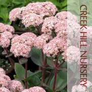 Sedum telephium 'Matrona'