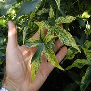 Liquidambar styraciflua 'Goduzzam' 'Gold Dust'
