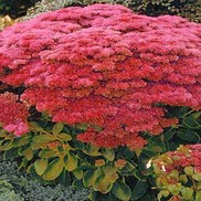 Sedum  'Autumn Joy'