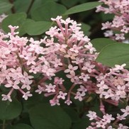 Syringa bailbelle 'Tinkerbelle'