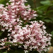 Syringa bailsugar 'Sugar Plum Fairy'