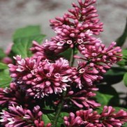 Syringa x prestoniae 'Redwine'