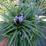Ruellia tweediana 'Katie'