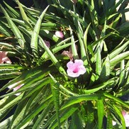 Ruellia tweediana 'Katie'