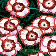 Dianthus  'Raspberry Swirl'