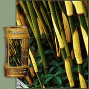 Fargesia robusta 'Green Screen'