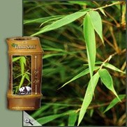 Fargesia rufa 'Green Panda'