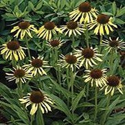 Echinacea x 'Paranoia'