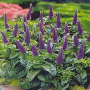 Veronica  'Sunny Border Blue'