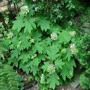 Hydrangea quercifoia 'Sikes Dwarf'