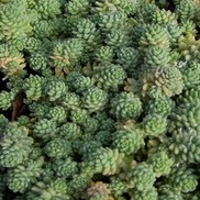 Sedum dasyphyllum 'Major'